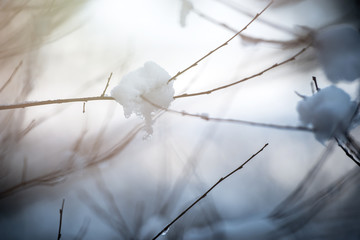 Branch of a tree in hoarfrost