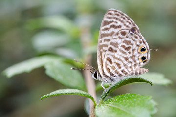 Close up butterfly on leaf