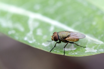 Close up fly on leaf