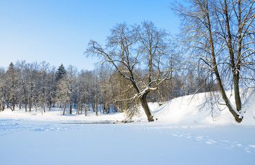 Winter scene