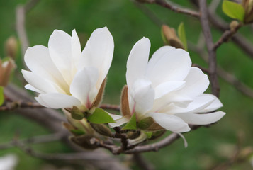 Close up of white magnolia tree blossom