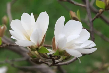 Papier Peint photo Magnolia Close up of white magnolia tree blossom