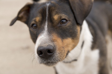 Naklejka na ściany i meble the dog Jack Russell Terrier close up