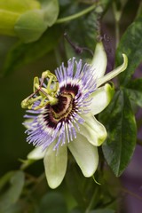 Blaue Passionsblume