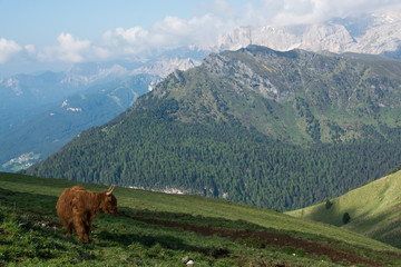 Bull on a mountain slope, Plattkofelhutte, Italian Dolomites