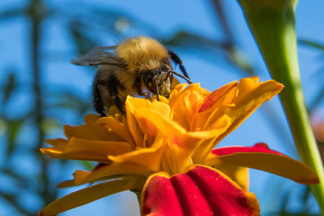 Bumblebee collecting pollen