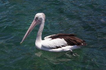 Pelican in sea water, Kiama, Australia