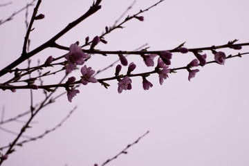 flowers of apricot