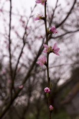 flowers of apricot