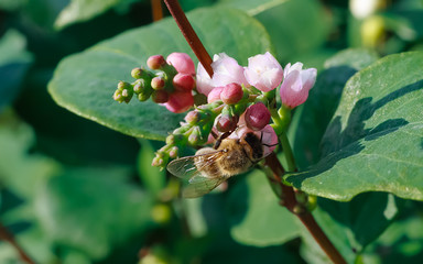 Bee on a flower