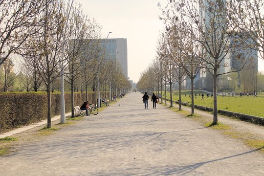 Tree Lined Avenue In City Park 