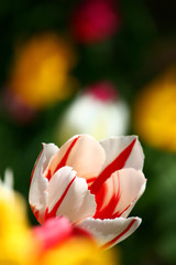 'tulipano tra i tulipani'