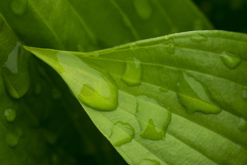 Leaves with drops of water