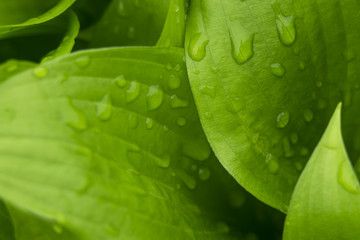 Leaves with drops of water