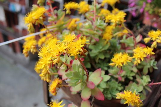 Sedum Palmieri