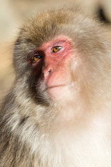 Japanese monkey portrait