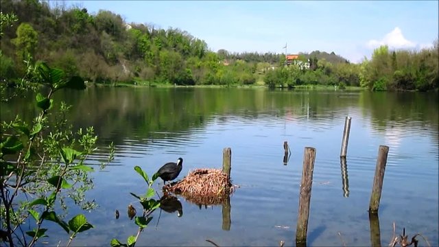 Anatra protegge il suo nido
