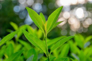 Shoots of green tea