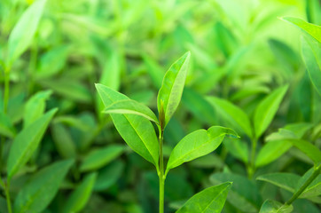 Fototapeta na wymiar Shoots of green tea