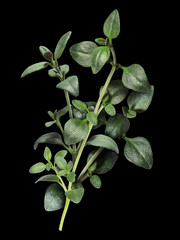 Thyme with clipping paths
