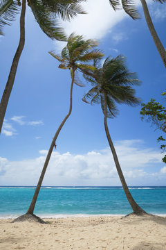 Palmen am Strand der franz&ouml;sischen Antillen Insel Guadeloupe 