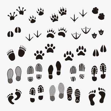 Man footsteps and Paw Print