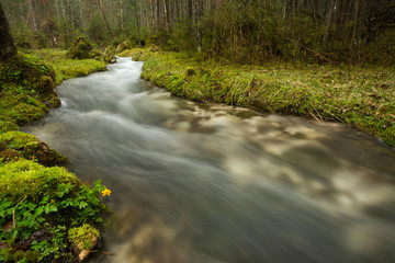 Bauchlauf im Wald