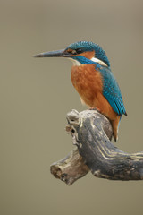 Kingfisher waiting