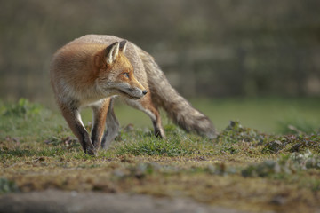 Fox looking backwards