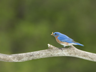 Male Bluebird with Insect