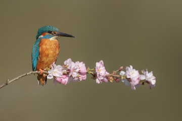 A common kingfisher with pink blossom