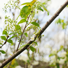 bird cherry flowers in sunny day