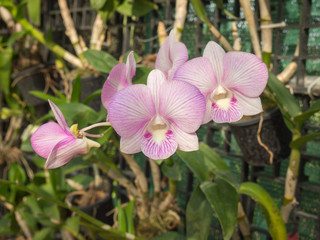 Beautiful orchid flowers.