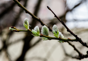 The small spring buds on the alder-tree
