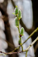 The small spring buds on the alder-tree