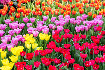 Tulip. Beautiful bouquet of tulips. colorful tulips. tulips in s