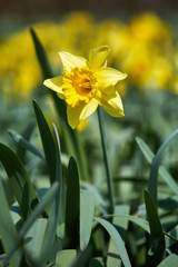 Daffodils field