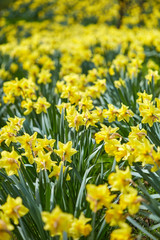 Obraz premium Daffodils field