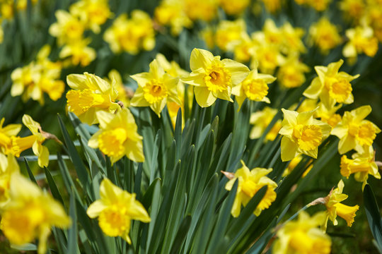 Daffodils field