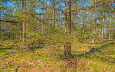 Larch in sunlight in spring