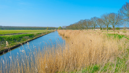 Canal through a sunny landscape in spring