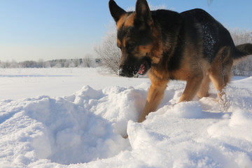 Dog German shepherd is looking for a trail