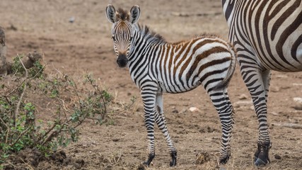 Junges Zebra in der Serengeti