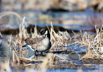 The Canada goose is a large wild goose species with a black head and neck, white patches on the face, and a brown body. Native to arctic and temperate regions of North America.