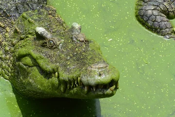 Tableaux ronds sur aluminium brossé Crocodile Saltwater crocodile