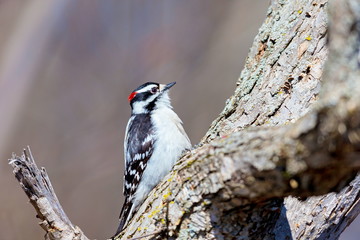 The active little Downy Woodpecker is a familiar sight at backyard feeders and in parks and woodlots, where it joins flocks of chickadees and nuthatches, barely outsizing them. 