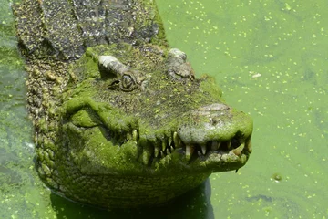 Photo sur Aluminium Crocodile Saltwater crocodile