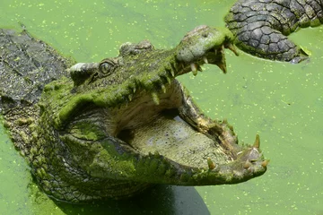Fotobehang Krokodil Zoutwaterkrokodil