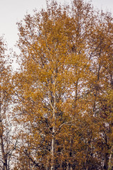 Obraz premium abstract view of colorful fall foliage