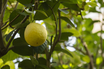 Close-up of single fragrant great yellow lemon in a greenhouse